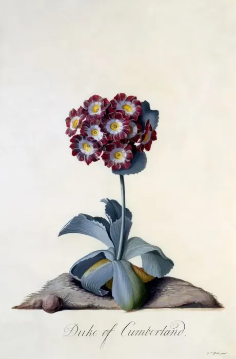 Framed Print : Auricula Duke of Cumberland c. 1743 (hand coloured engraving) Framed Print : Auricula Duke of Cumberland c. 1743 (hand coloured engraving)