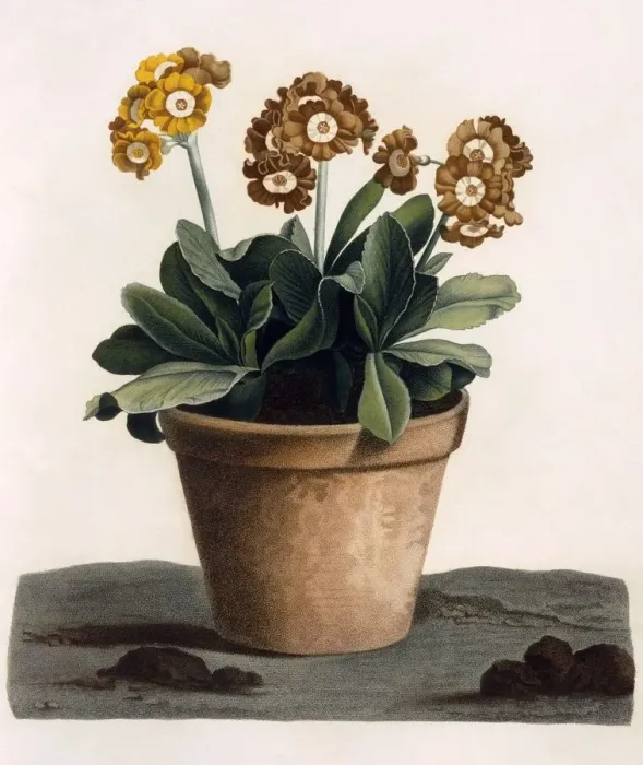 Framed Print : Auricula in a Pot, c. 1840 s Framed Print : Auricula in a Pot, c. 1840 s