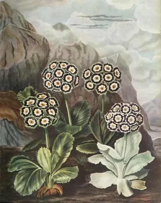 Framed Print : Auriculas, c1802-1821, (1948). Creator: Thomas Baxter Framed Print : Auriculas, c1802-1821, (1948). Creator: Thomas Baxter