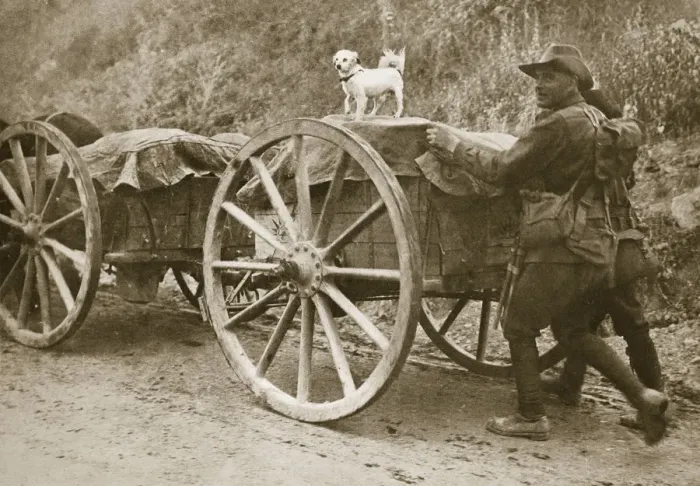 Framed Print : Australian troops returning from the trenches with their mascot, World War I, France, 1916 Framed Print : Australian troops returning from the trenches with their mascot, World War I, France, 1916