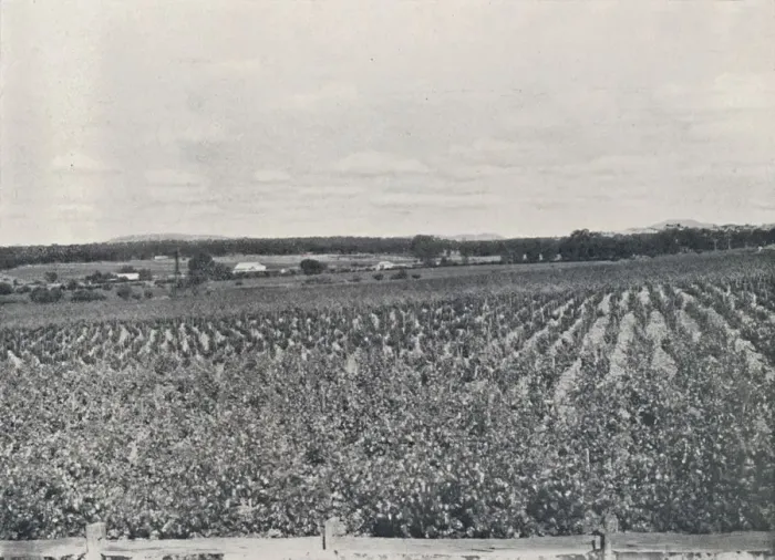 Framed Print : An Australian Vineyard, 1923. Creator: Unknown Framed Print : An Australian Vineyard, 1923. Creator: Unknown