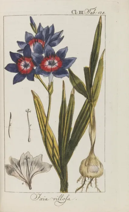 Framed Print : Auswahl schoner und seltener Gewachse, 1795-1798 Framed Print : Auswahl schoner und seltener Gewachse, 1795-1798