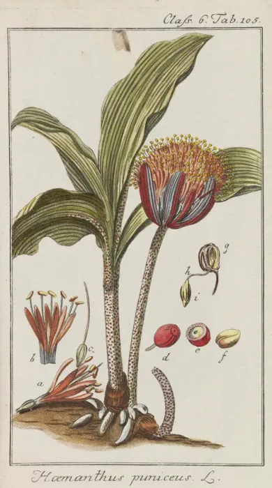 Framed Print : Auswahl schoner und seltener Gewachse, 1795-1798 Framed Print : Auswahl schoner und seltener Gewachse, 1795-1798