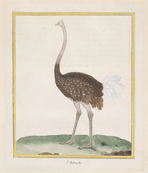 Autruche (Ostrich), 1770-86. Creator: Francois Nicolas Martinet
