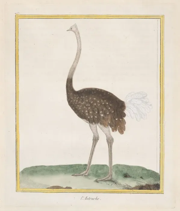 Framed Print : Autruche (Ostrich), 1770-86. Creator: Francois Nicolas Martinet Framed Print : Autruche (Ostrich), 1770-86. Creator: Francois Nicolas Martinet