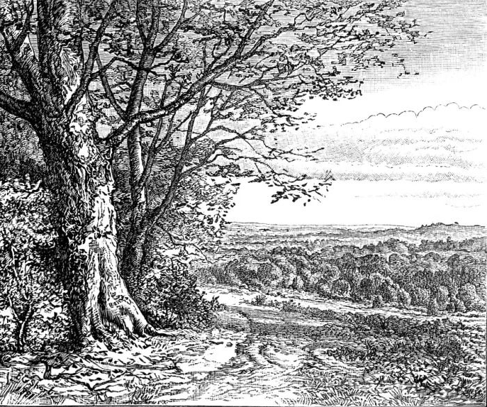 Framed Print : Autumn from Bramble Hill: from 'Autumnal Leaves' (Sketches in the New Forest), 1881. Creator: James Davis Cooper