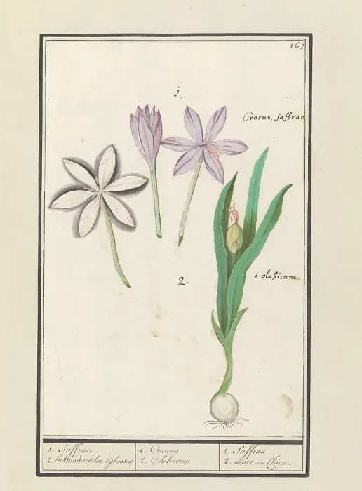 Framed Print : Autumn crocus (Colchicum autumnale), 1596-1610. Creators: Anselmus de Boodt, Elias Verhulst Framed Print : Autumn crocus (Colchicum autumnale), 1596-1610. Creators: Anselmus de Boodt, Elias Verhulst