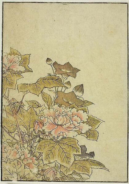 Autumn Flowers: Peonies and Bellflowers, from the book 'Mirror of Beautiful Women of the... 1776. Creator: Shunsho. Autumn Flowers: Peonies and Bellflowers, from the book 'Mirror of Beautiful Women of the... 1776. Creator: Shunsho
