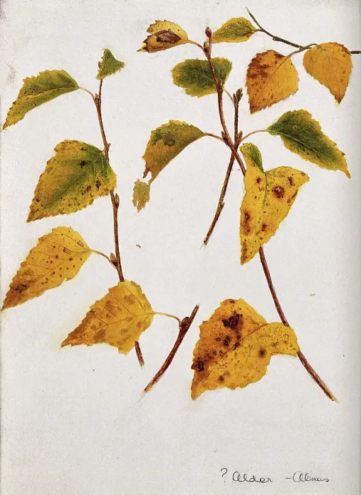 Framed Print : Autumn leaves of alder (Alnus species). c19th century. Creator: Unknown Framed Print : Autumn leaves of alder (Alnus species). c19th century. Creator: Unknown