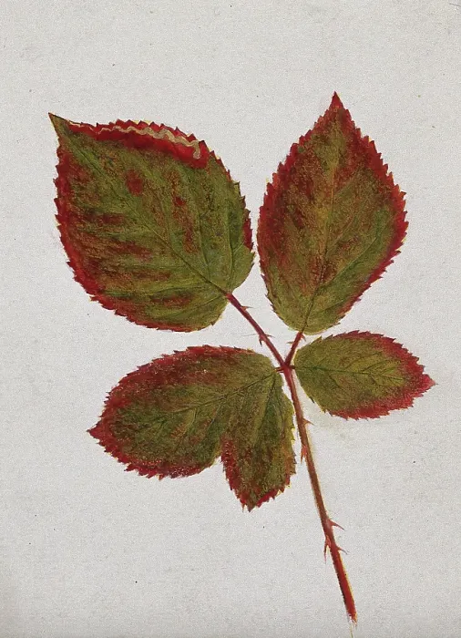 Framed Print : Autumn leaves of bramble (Rubus species), c19th century. Creator: Unknown Framed Print : Autumn leaves of bramble (Rubus species), c19th century. Creator: Unknown