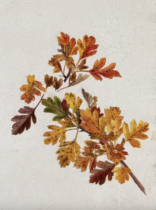 Framed Print : Autumn leaves of hawthorn (Crataegus), c1900s. Creator: Unknown Framed Print : Autumn leaves of hawthorn (Crataegus), c1900s. Creator: Unknown