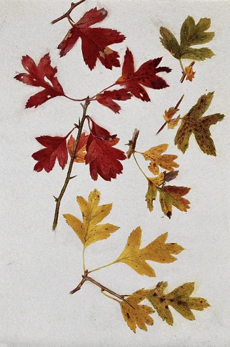 Framed Print : Autumn leaves of hawthorn (Crataegus), c1900s. Creator: Unknown Framed Print : Autumn leaves of hawthorn (Crataegus), c1900s. Creator: Unknown