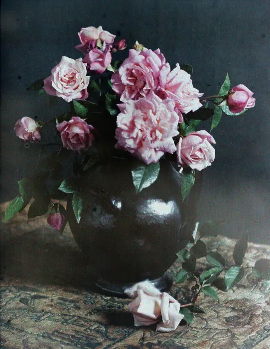 Framed Print : Autumn roses, 1915. Creator: Robert Walrond Framed Print : Autumn roses, 1915. Creator: Robert Walrond