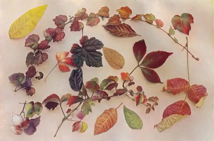 Framed Print : Autumn Tints, c1903. Artist: John Swain & Son Framed Print : Autumn Tints, c1903. Artist: John Swain & Son