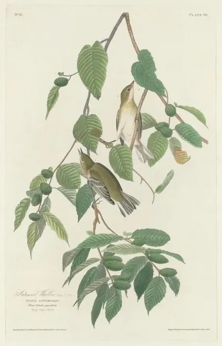 Framed Print : Autumnal Warbler, 1830. Creator: Robert Havell Framed Print : Autumnal Warbler, 1830. Creator: Robert Havell