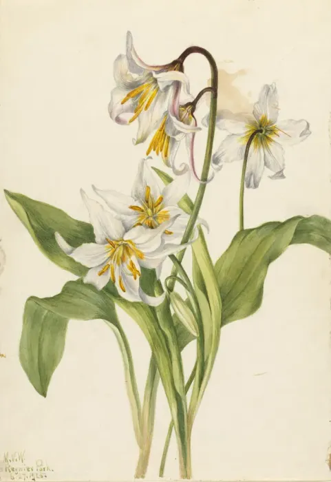 Framed Print : Avalanche Lily (Erythronium montanum), 1925. Creator: Mary Vaux Walcott Framed Print : Avalanche Lily (Erythronium montanum), 1925. Creator: Mary Vaux Walcott