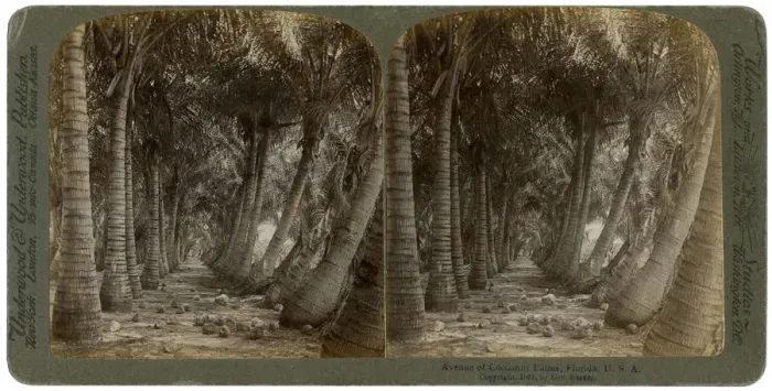 Framed Print : Avenue of coconut palms, Florida, USA, 1891. Artist: George Barker Framed Print : Avenue of coconut palms, Florida, USA, 1891. Artist: George Barker