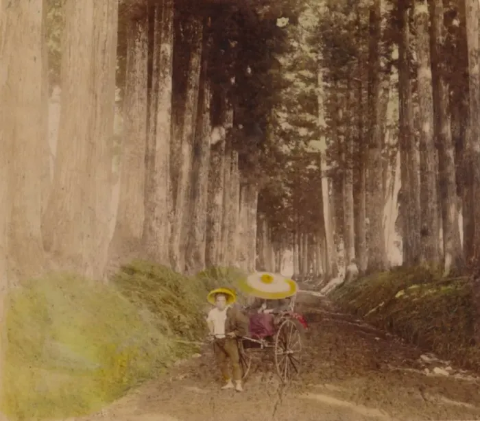Framed Print : Avenue of Cryptomerias, Nikko, Japan, 1896 Framed Print : Avenue of Cryptomerias, Nikko, Japan, 1896