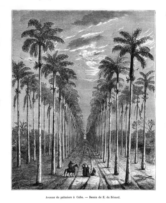 Framed Print : Avenue of palm trees, Cuba, 19th century. Artist: E de Berard Framed Print : Avenue of palm trees, Cuba, 19th century. Artist: E de Berard