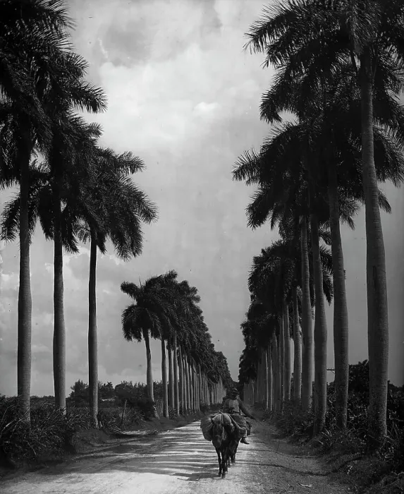 Framed Print : Avenue of Palms, Havana, c1903. Creator: Unknown Framed Print : Avenue of Palms, Havana, c1903. Creator: Unknown
