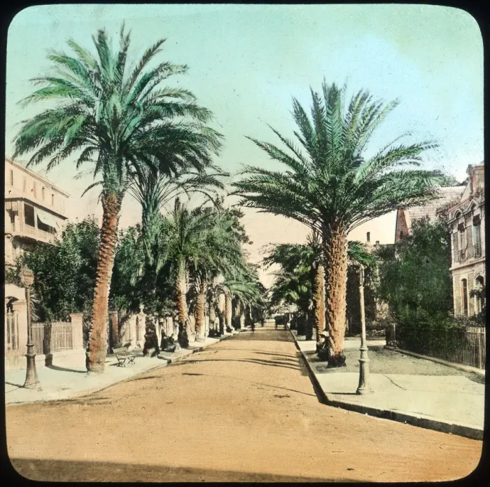 Framed Print : Avenue of Palms, Hyeres, France, late 19th or early 20th century Framed Print : Avenue of Palms, Hyeres, France, late 19th or early 20th century