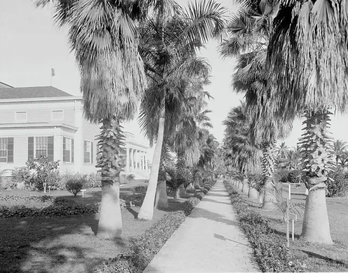 Framed Print : An Avenue of palms, Miami, Fla. c.between 1910 and 1920. Creator: Unknown Framed Print : An Avenue of palms, Miami, Fla. c.between 1910 and 1920. Creator: Unknown