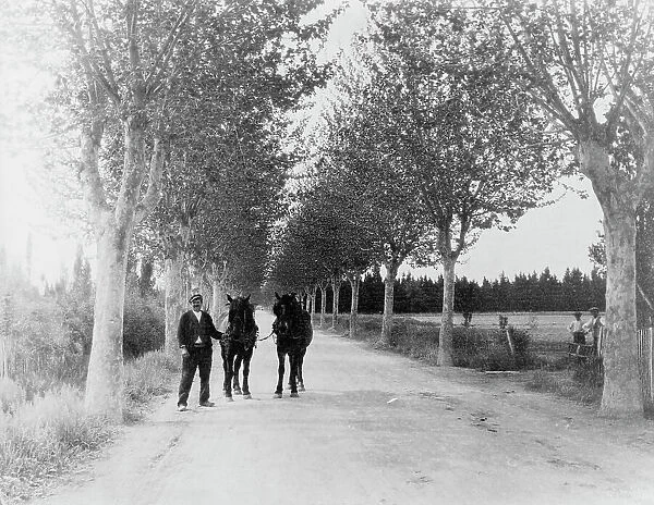 An avenue of plane trees, 1925. Creator: Frances Benjamin Johnston