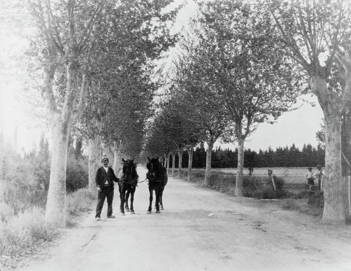 Framed Print : An avenue of plane trees, 1925. Creator: Frances Benjamin Johnston Framed Print : An avenue of plane trees, 1925. Creator: Frances Benjamin Johnston