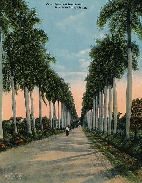 Avenue of royal palms, Cuba, c1920