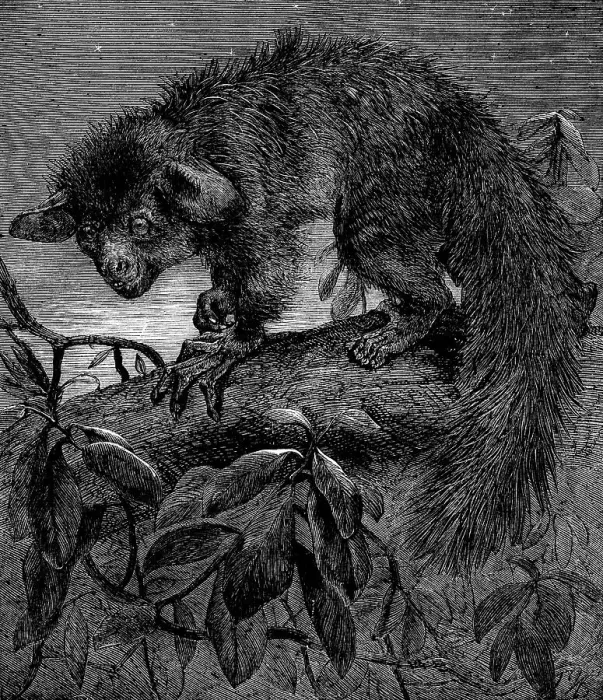 Framed Print : The aye-aye, recently added to the Zoological Society's collection, Regent's Park, 1862. Creator: Pearson Framed Print : The aye-aye, recently added to the Zoological Society's collection, Regent's Park, 1862. Creator: Pearson