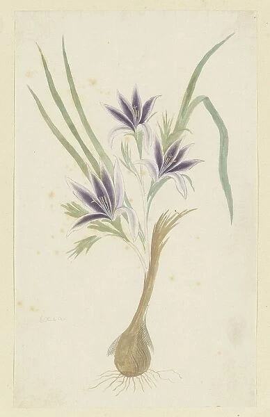 Babiana sambucina (Jacq.) Ker Gawl. (Bobbejaantje), 1777-1786. Creator: Robert Jacob Gordon