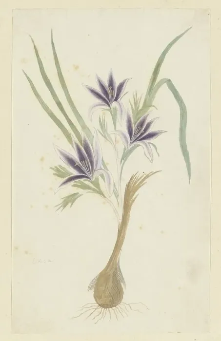 Framed Print : Babiana sambucina (Jacq.) Ker Gawl. (Bobbejaantje), 1777-1786. Creator: Robert Jacob Gordon Framed Print : Babiana sambucina (Jacq.) Ker Gawl. (Bobbejaantje), 1777-1786. Creator: Robert Jacob Gordon