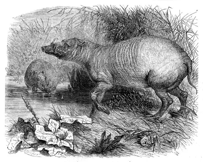Framed Print : The Babirussa, recently added to the Zoological Society's Gardens, Regent's Park, 1860. Creator: Pearson Framed Print : The Babirussa, recently added to the Zoological Society's Gardens, Regent's Park, 1860. Creator: Pearson