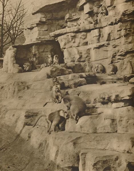 Baboons in their Natural Surroundings on the Monkey Hill, c1935. Creator: Unknown