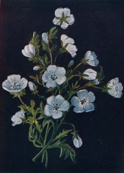 Framed Print : Baby-Blue-Eyes, c1915, (1915). Artist: Emma Graham Clock Framed Print : Baby-Blue-Eyes, c1915, (1915). Artist: Emma Graham Clock