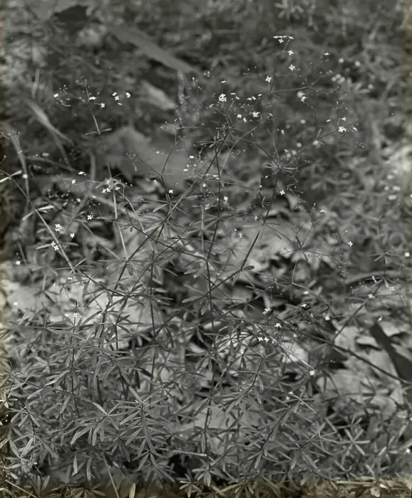 Framed Print : Baby Breath (gypsophilia), between 1915 and 1935. Creator: Frances Benjamin Johnston Framed Print : Baby Breath (gypsophilia), between 1915 and 1935. Creator: Frances Benjamin Johnston
