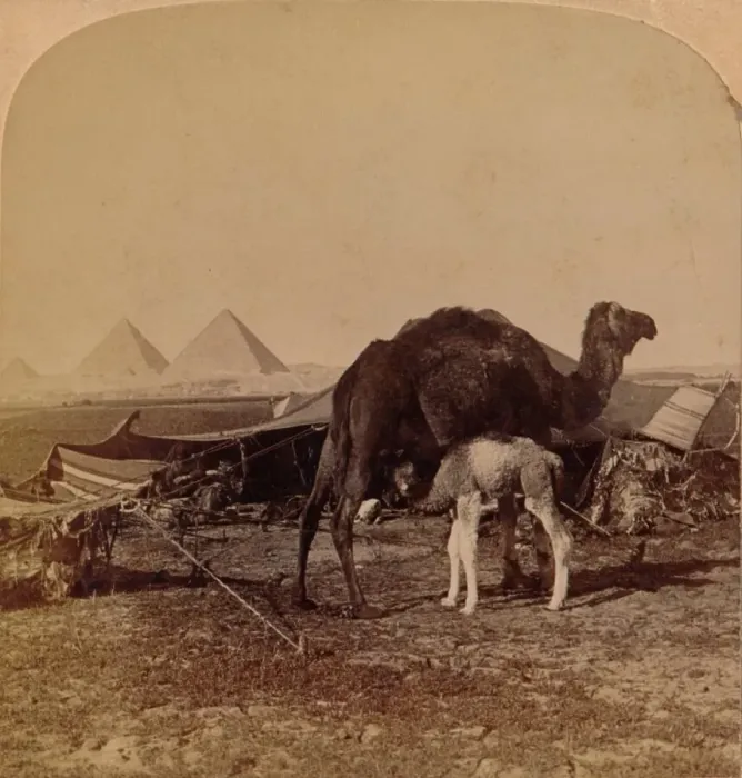 Framed Print : A Baby of the Desert, Egypt, 1896 Framed Print : A Baby of the Desert, Egypt, 1896