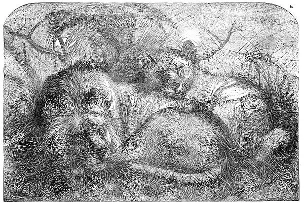 Babylonian Lions just received at the Gardens of the Zoological Society, Regent's-Park, 1856. Creator: Pearson