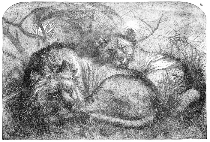 Framed Print : Babylonian Lions just received at the Gardens of the Zoological Society, Regent's-Park, 1856. Creator: Pearson Framed Print : Babylonian Lions just received at the Gardens of the Zoological Society, Regent's-Park, 1856. Creator: Pearson