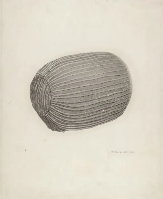 Framed Print : Baby's Bonnet, c. 1939. Creator: Richard Whitaker Framed Print : Baby's Bonnet, c. 1939. Creator: Richard Whitaker