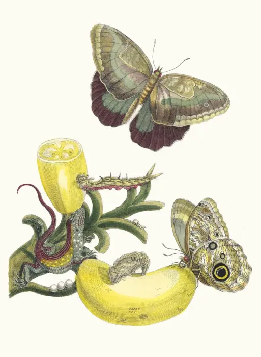 Framed Print : Baccores. From the Book Metamorphosis insectorum Surinamensium, 1705 Framed Print : Baccores. From the Book Metamorphosis insectorum Surinamensium, 1705