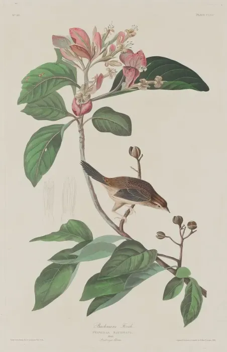 Framed Print : Bachmans Finch, 1833. Creator: Robert Havell Framed Print : Bachmans Finch, 1833. Creator: Robert Havell