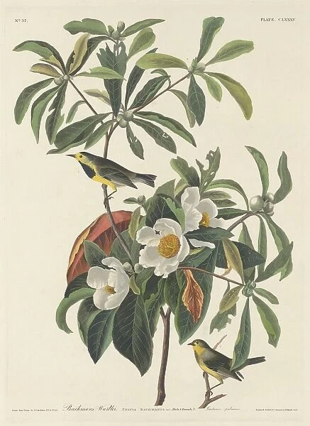 Bachmans Warbler, 1834. Creator: Robert Havell