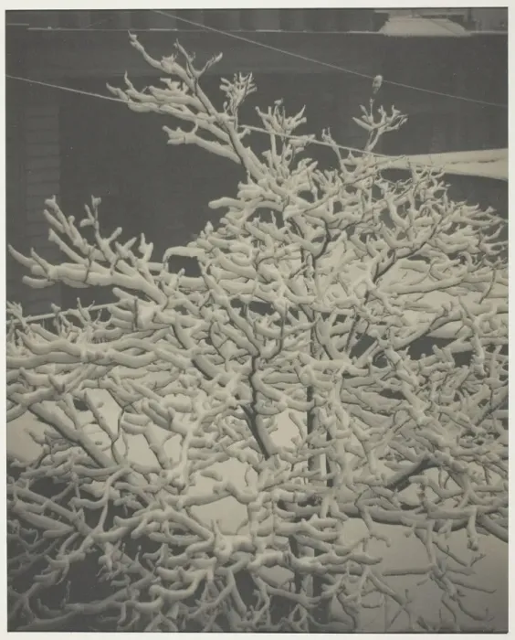 Framed Print : From the Back-Window 291'Snow-Covered Tree, Back-Yard, 1915 Framed Print : From the Back-Window 291'Snow-Covered Tree, Back-Yard, 1915
