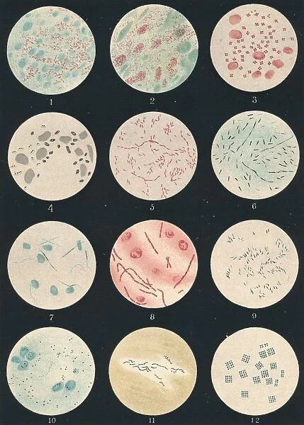 Bacteria, c19th century