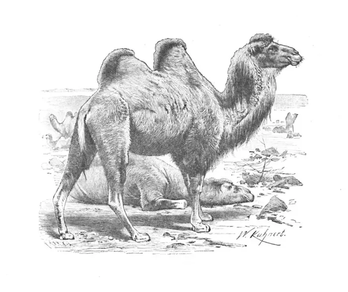Framed Print : Bactrian Camel, c1900. Artist: Helena J. Maguire Framed Print : Bactrian Camel, c1900. Artist: Helena J. Maguire