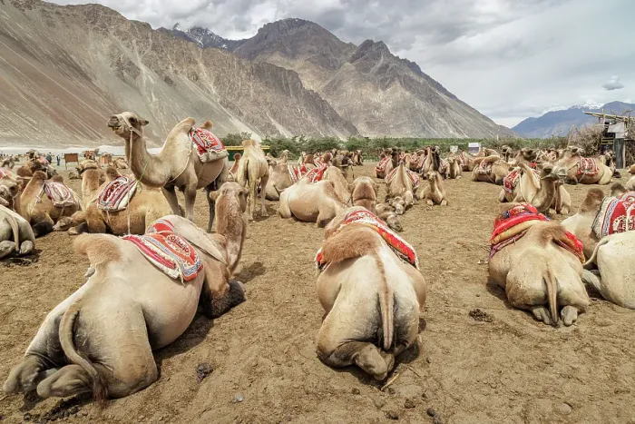 Framed Print : Bactrian Camels, Nubra Valley, Hunder Sand Dune, Ladakh, India, 2023. Creator: Peter Thompson Framed Print : Bactrian Camels, Nubra Valley, Hunder Sand Dune, Ladakh, India, 2023. Creator: Peter Thompson