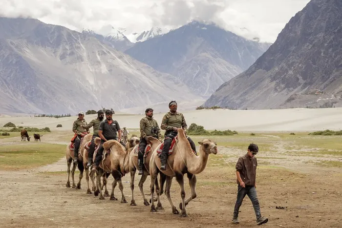 Framed Print : Bactrian Camels, Nubra Valley, Hunder Sand Dune, Ladakh, India, 2023. Creator: Peter Thompson Framed Print : Bactrian Camels, Nubra Valley, Hunder Sand Dune, Ladakh, India, 2023. Creator: Peter Thompson
