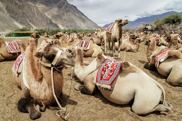 Framed Print : Bactrian Camels, Nubra Valley, Hunder Sand Dune, Ladakh, India, 2023. Creator: Peter Thompson Framed Print : Bactrian Camels, Nubra Valley, Hunder Sand Dune, Ladakh, India, 2023. Creator: Peter Thompson