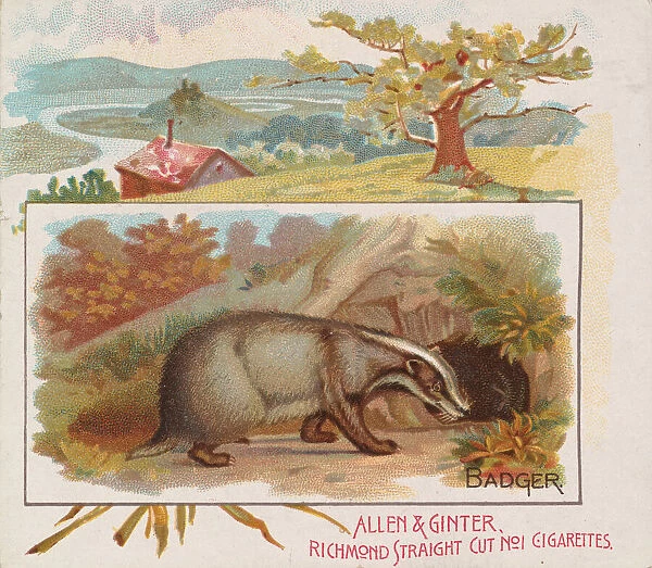 Badger, from Quadrupeds series (N41) for Allen & Ginter Cigarettes, 1890